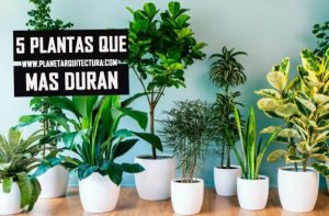 plantas de interior duraderas