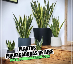 plantas purificadoras de aire